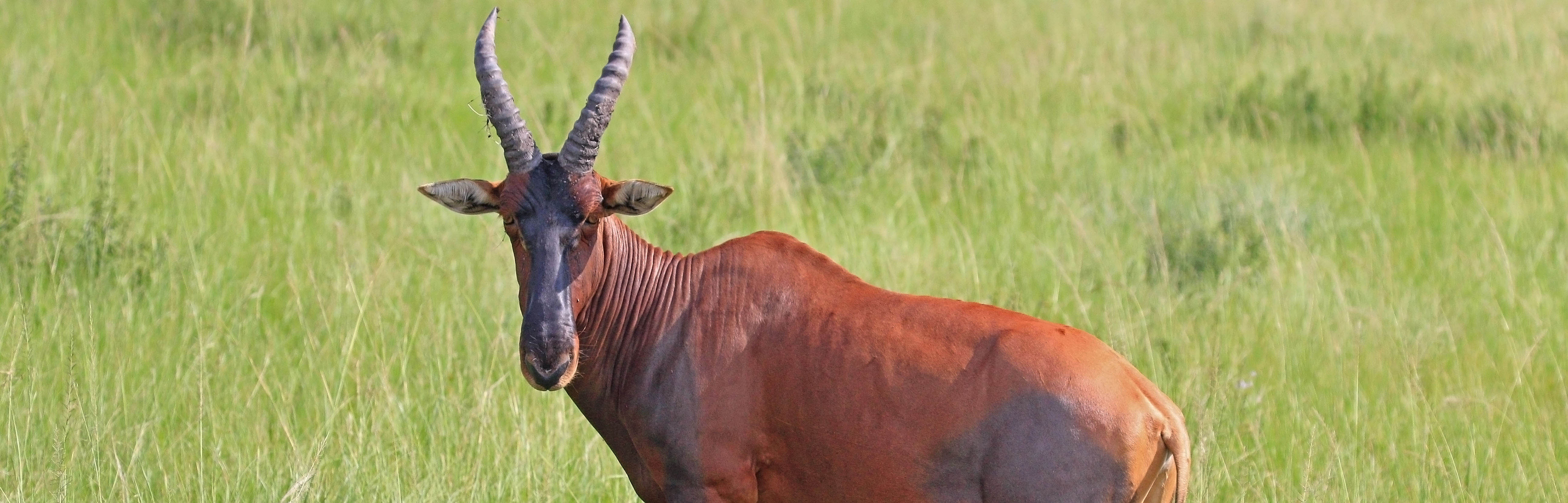 Topi in Queen Elizabeth NP | Charles J Sharp