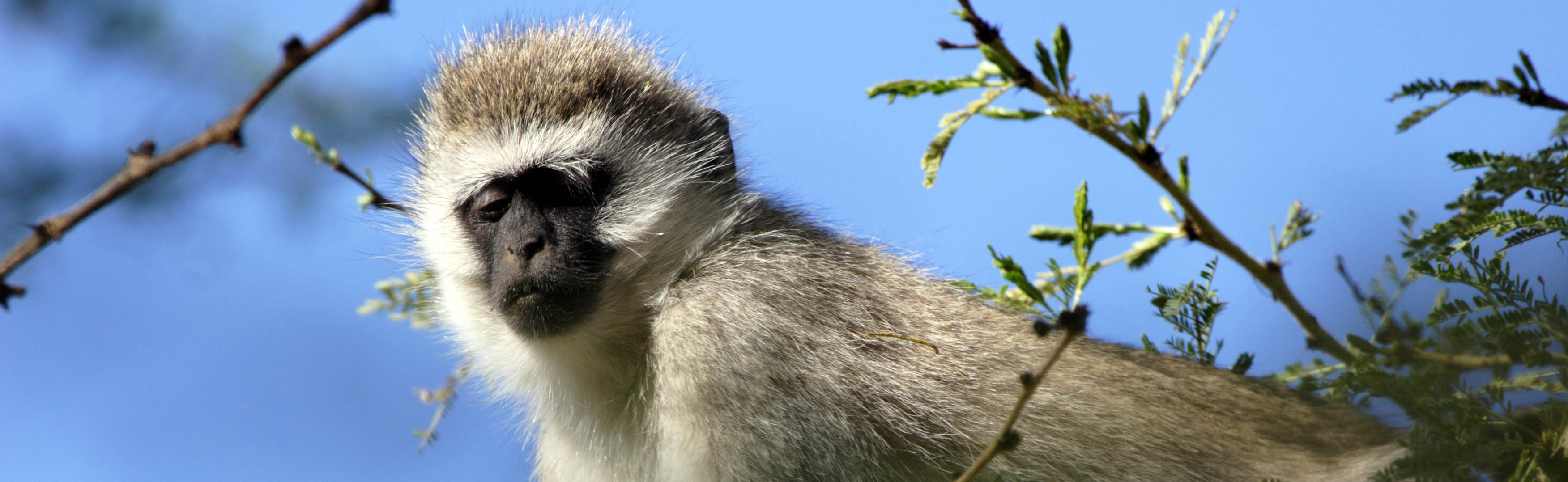 Vervet monkey in Serengeti, Tanzania