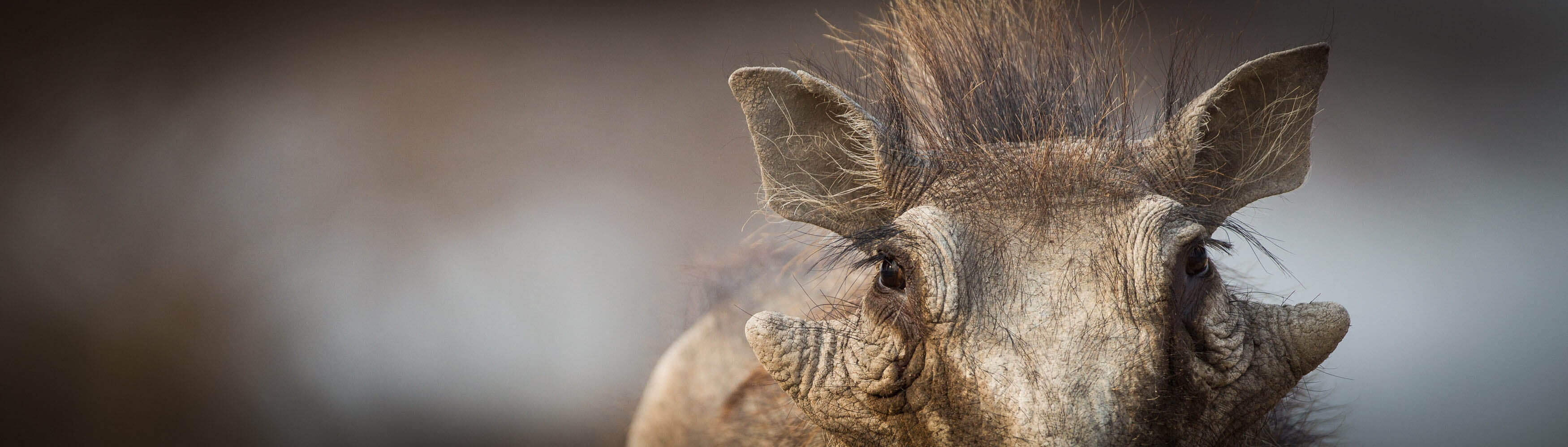Warthog close up by Morgan Trimble