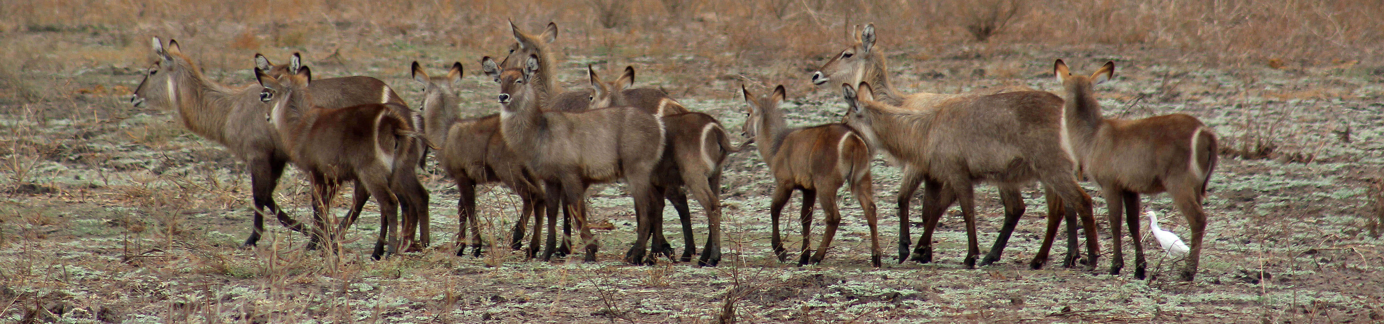 Waterbuck in Mana Pools, Zimbabwe | Experience Africa Safaris