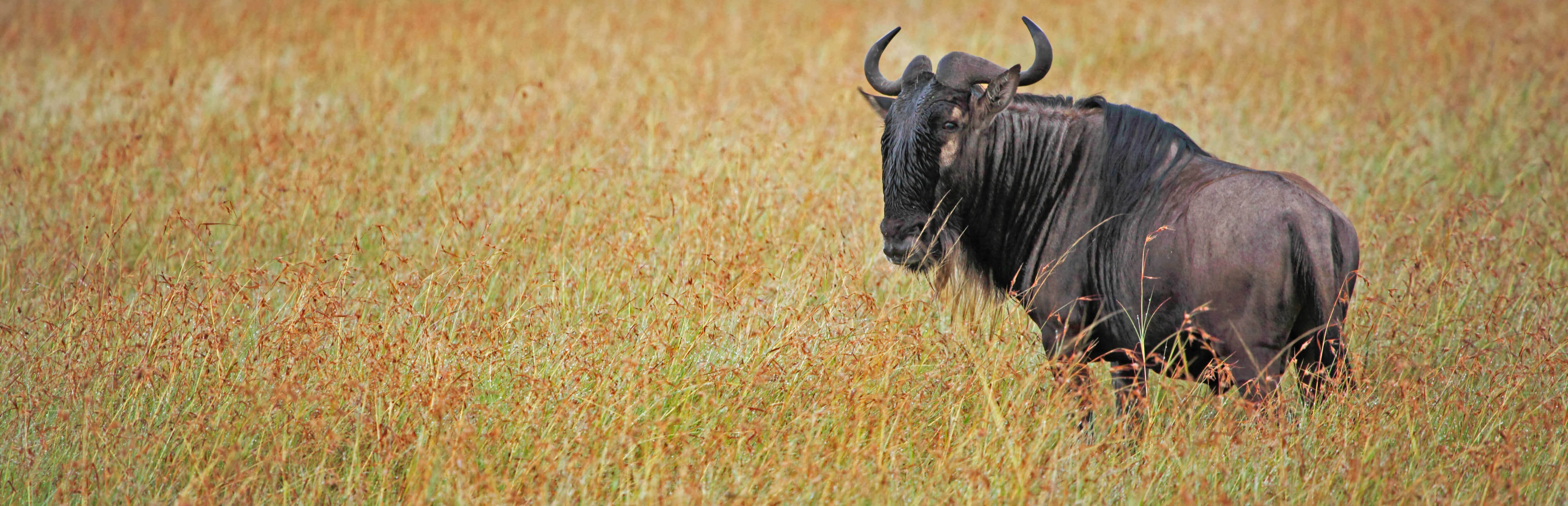 Wildebeest in Serengeti