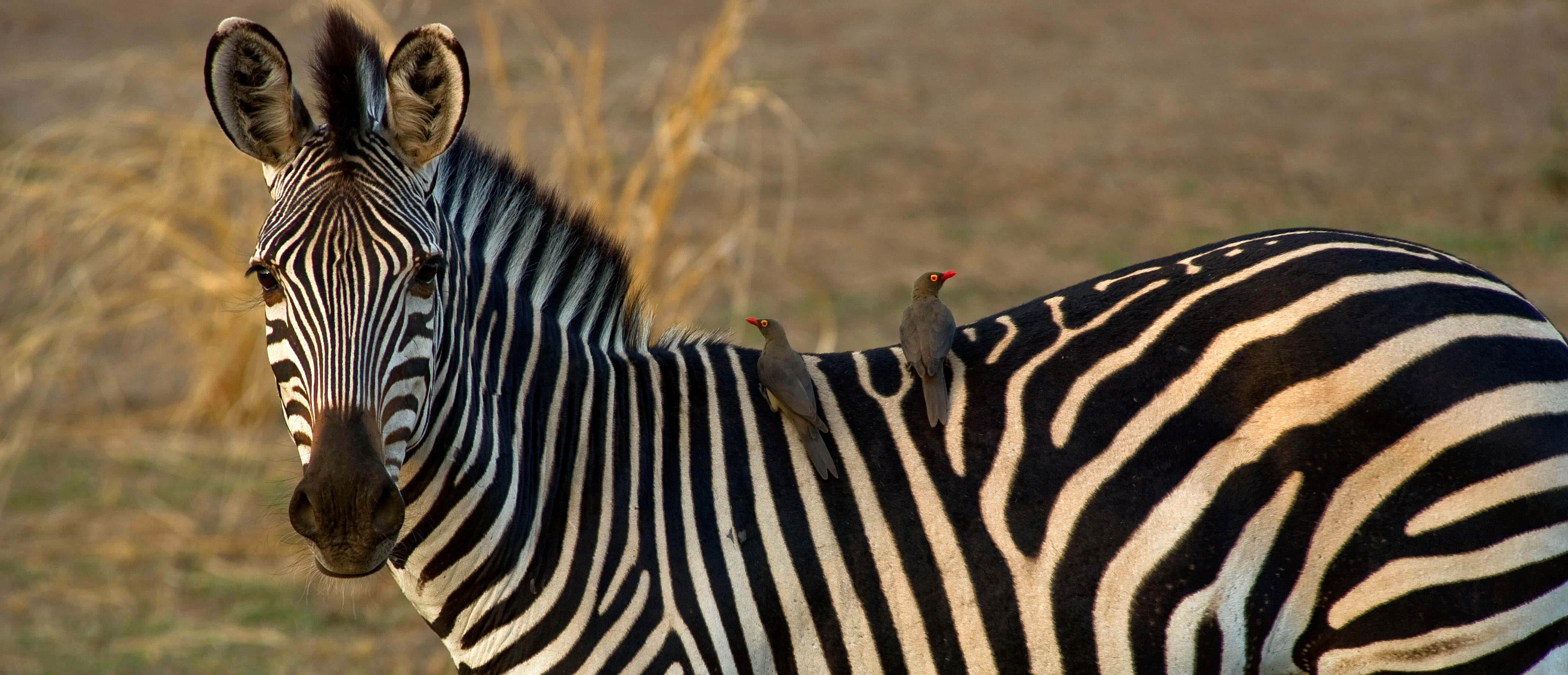 Zebra in South Luangwa, Zambia