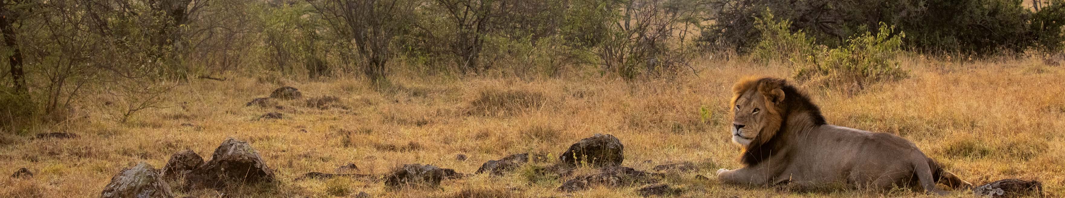 Lion in Masai Mara