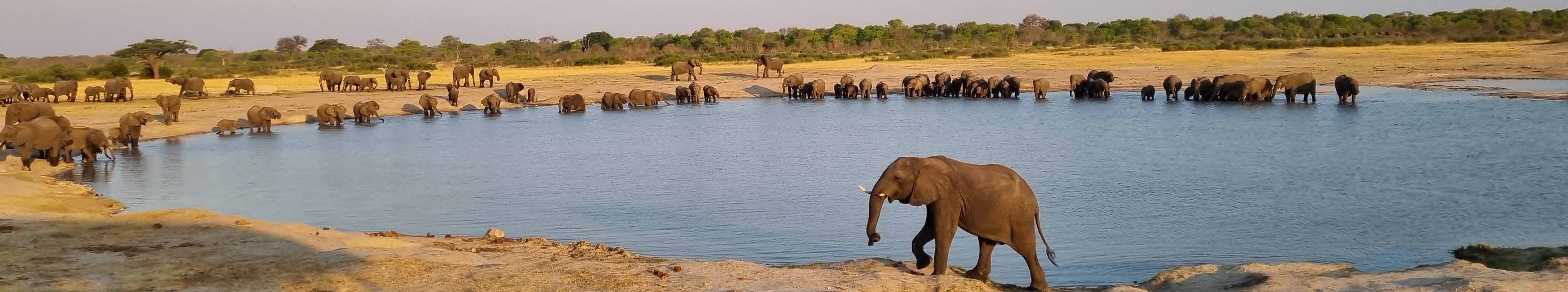 Elephants of Hwange | Hwange Horseback Safaris