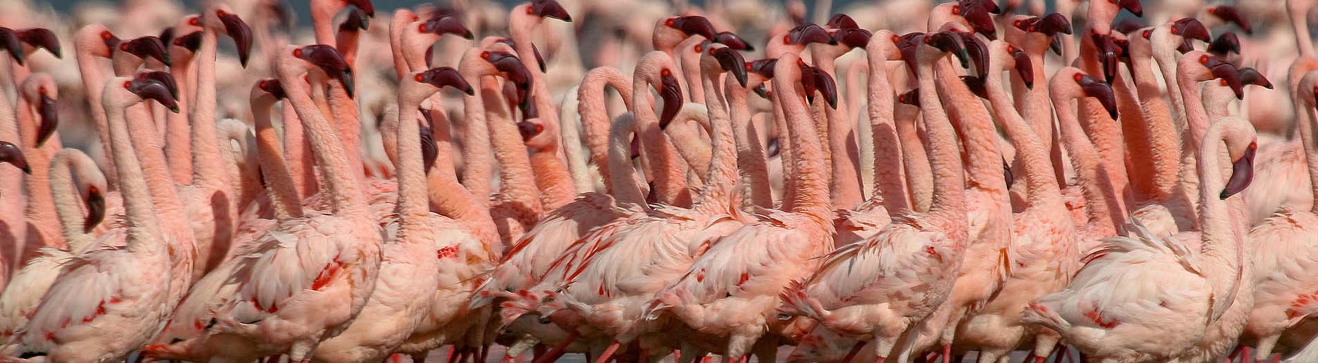 Flamingos at Lake Nakuru National Park, Kenya