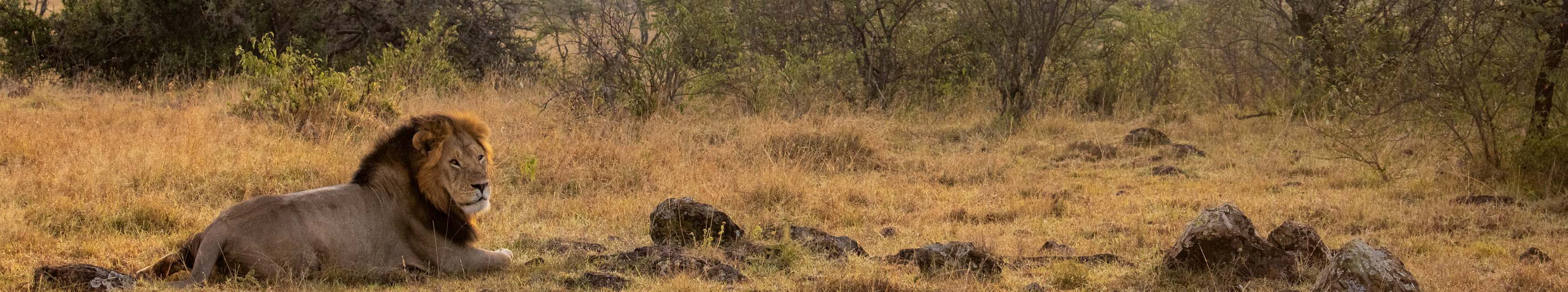 Lion in Masai Mara