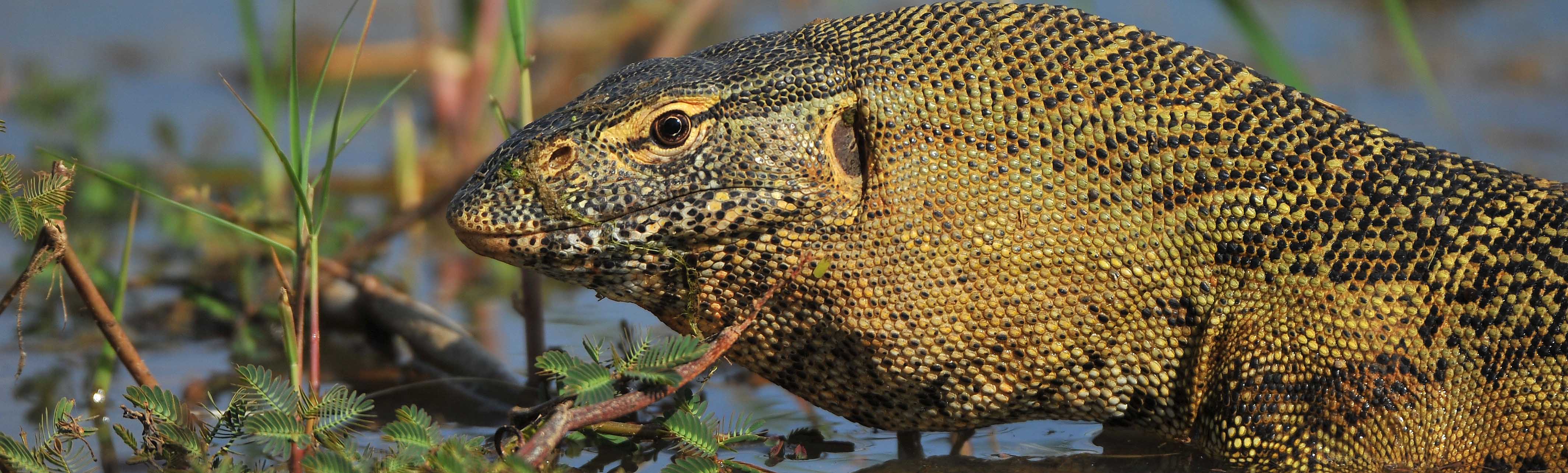 Monitor lizard