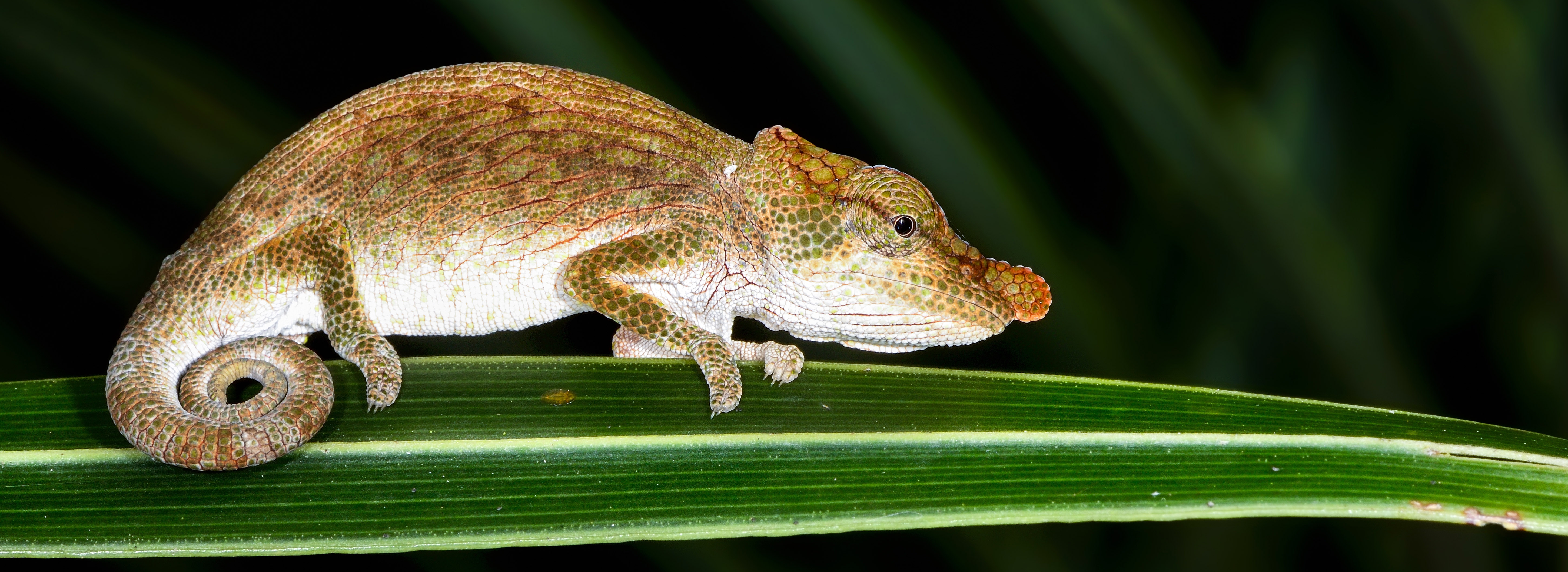 Big-nosed chameleon