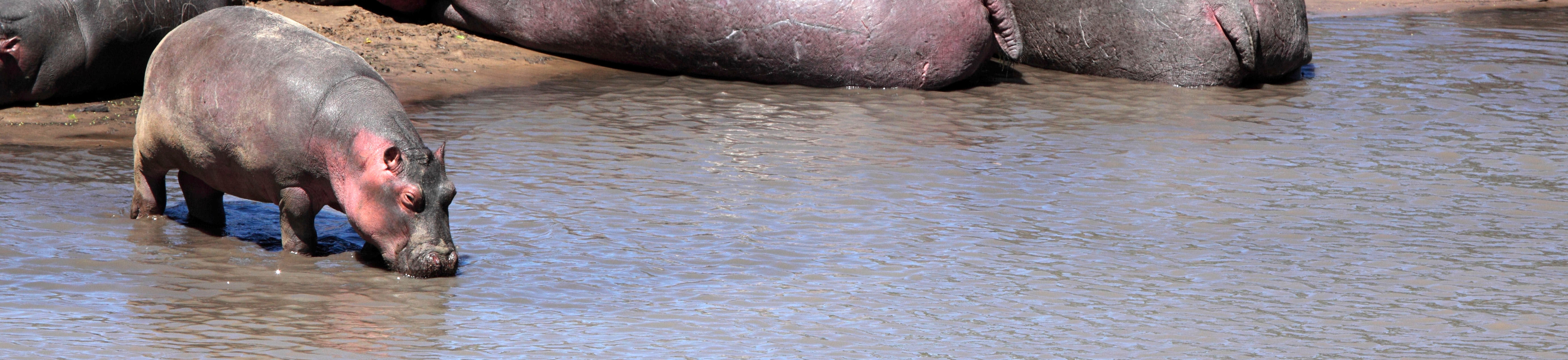 Baby hippo in Gorongosa National Park