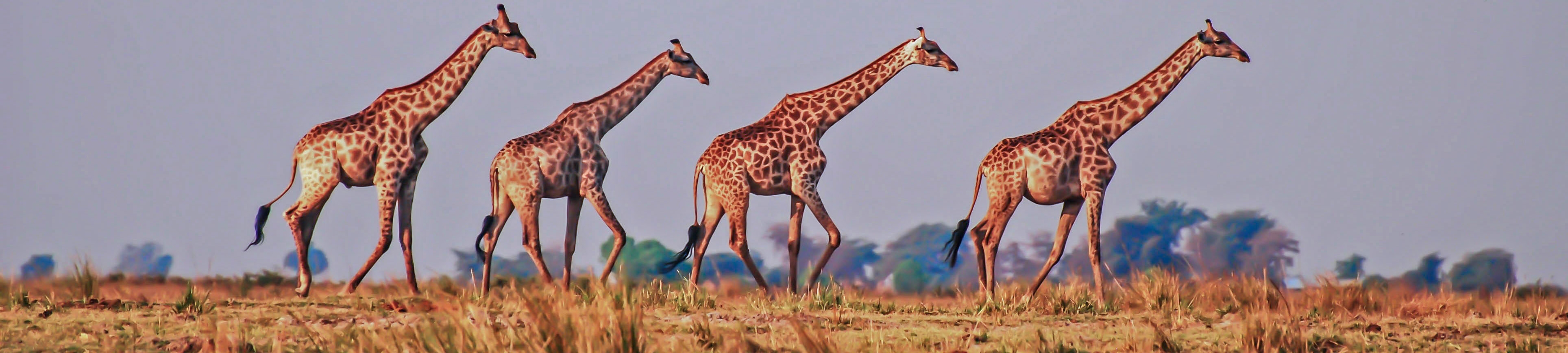 Giraffes on the Chobe floodplain | SGS Africa
