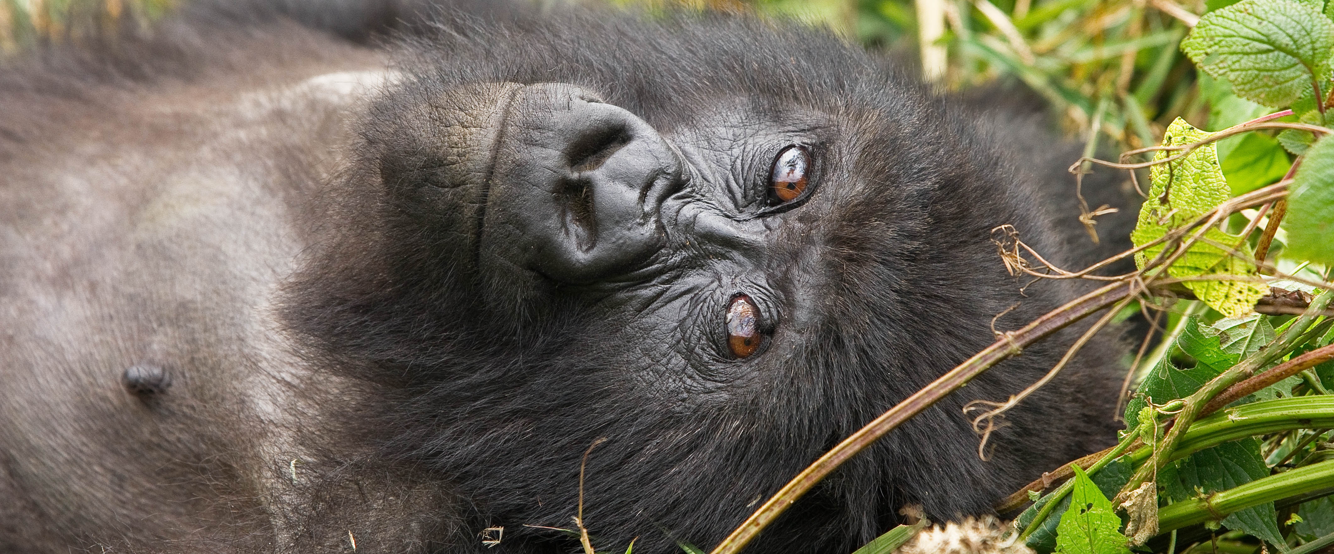 Female silverback gorilla. Volcanoes National Park