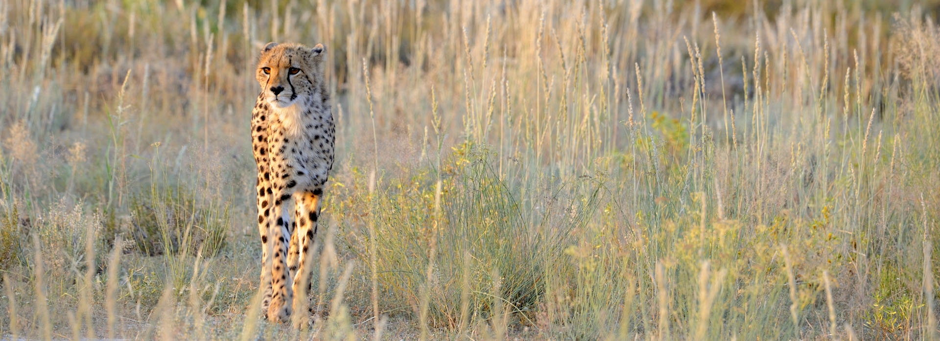 Cheetah hunting in Kgalagadi Transfrontier Park