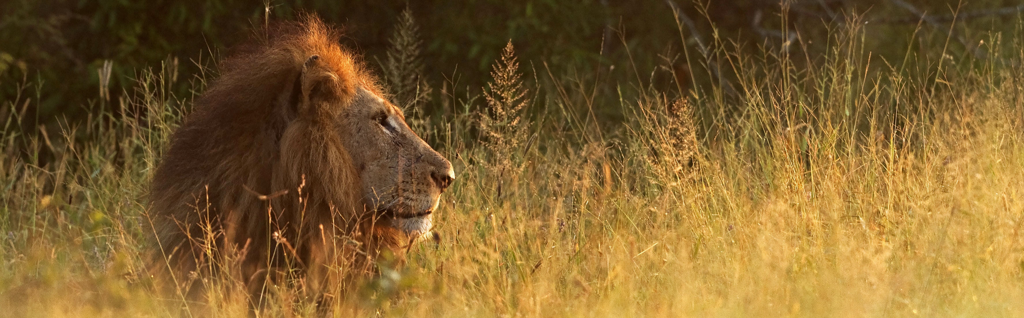 Kruger National Park | Hans Veth