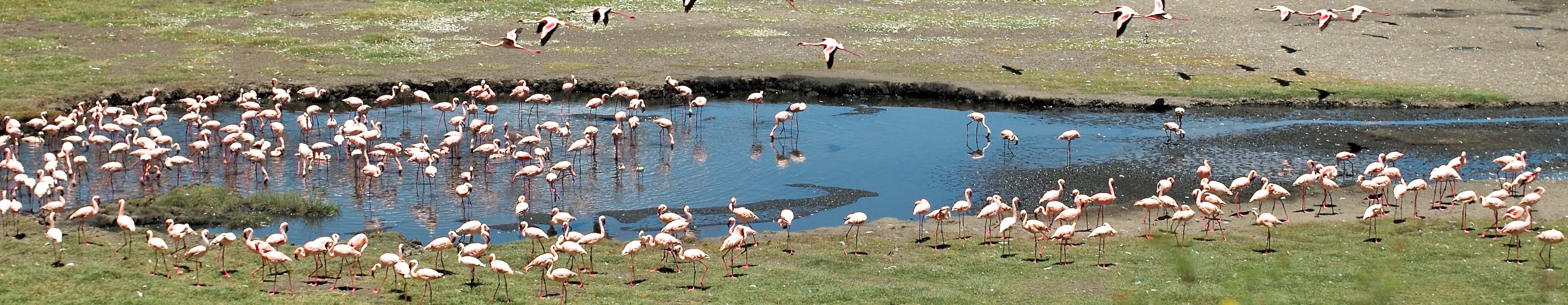 Flamingos in Arusha National Park | Wikimedia