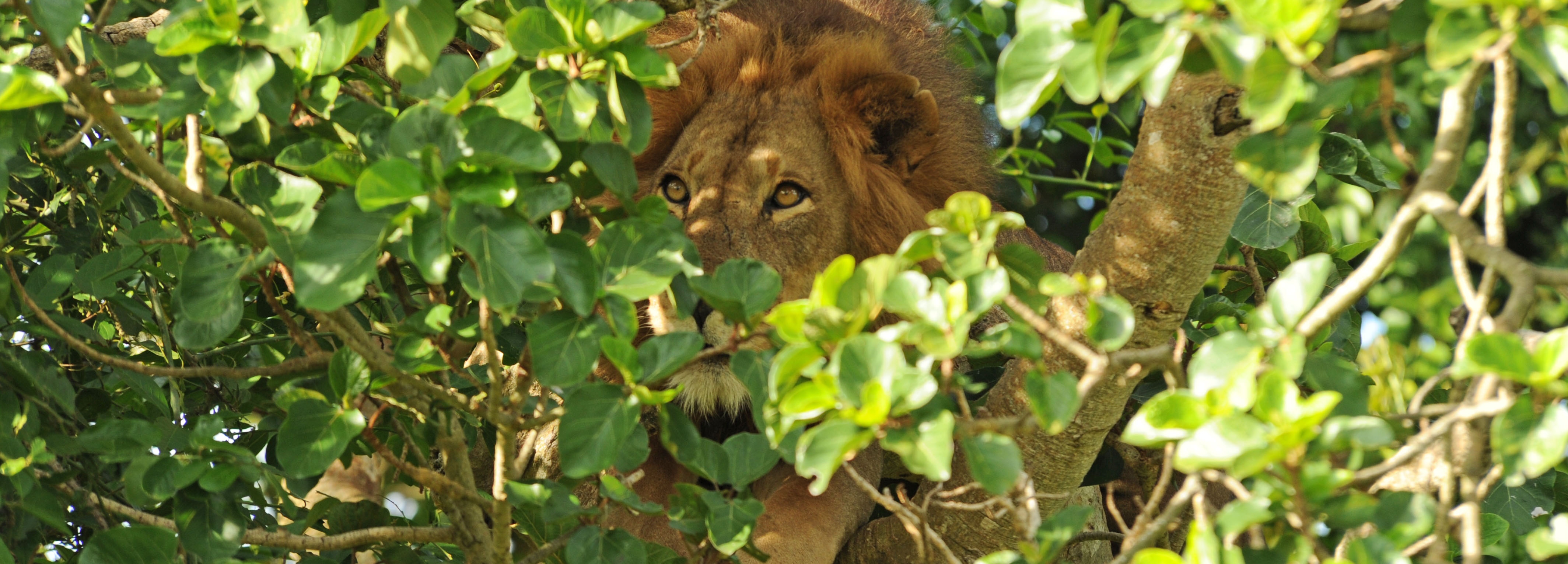 Tree-climbing lion in Lake Manyara | J Goetz
