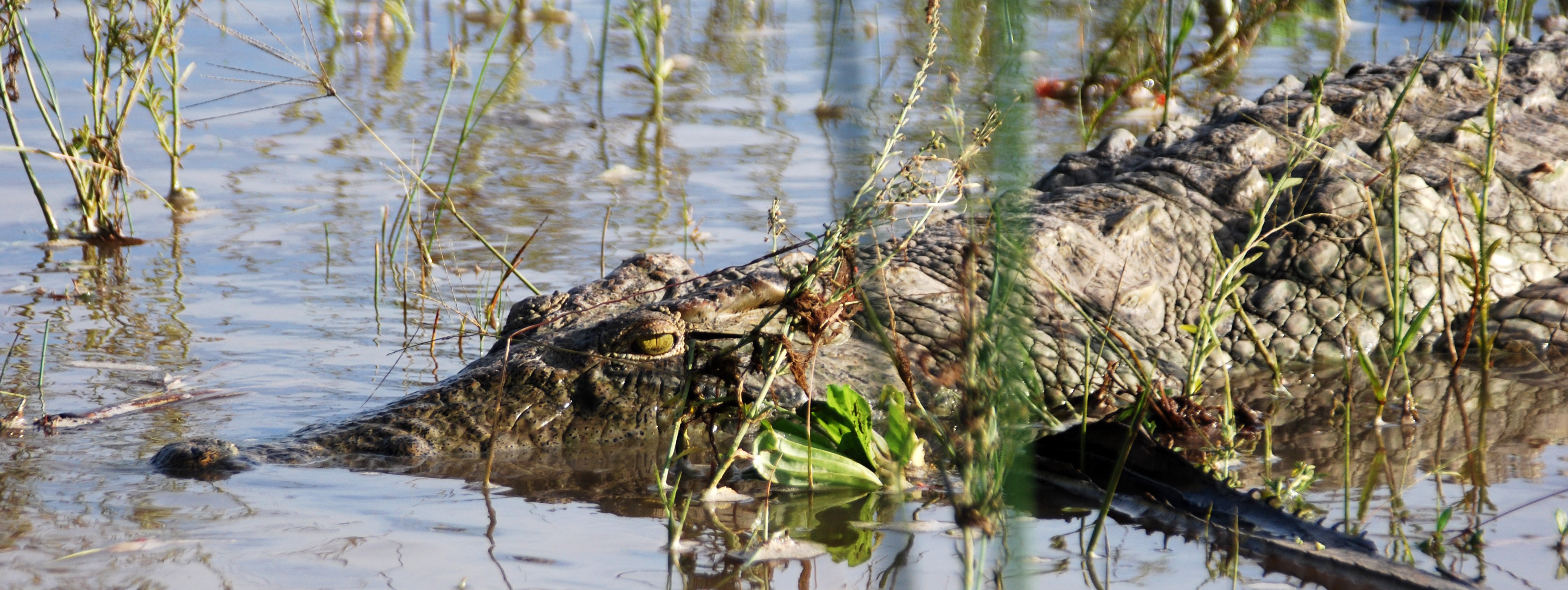 Nile crocodile in Rufiji River, Nyerere