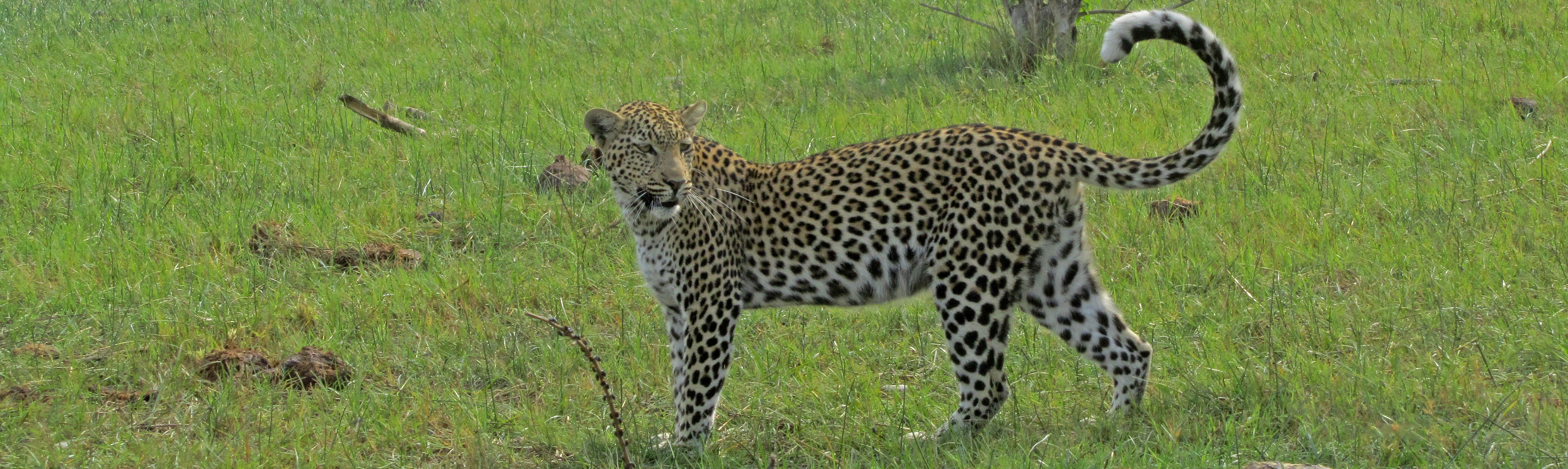 Leopard in Mashatu Game Reserve | Kalahari Skies