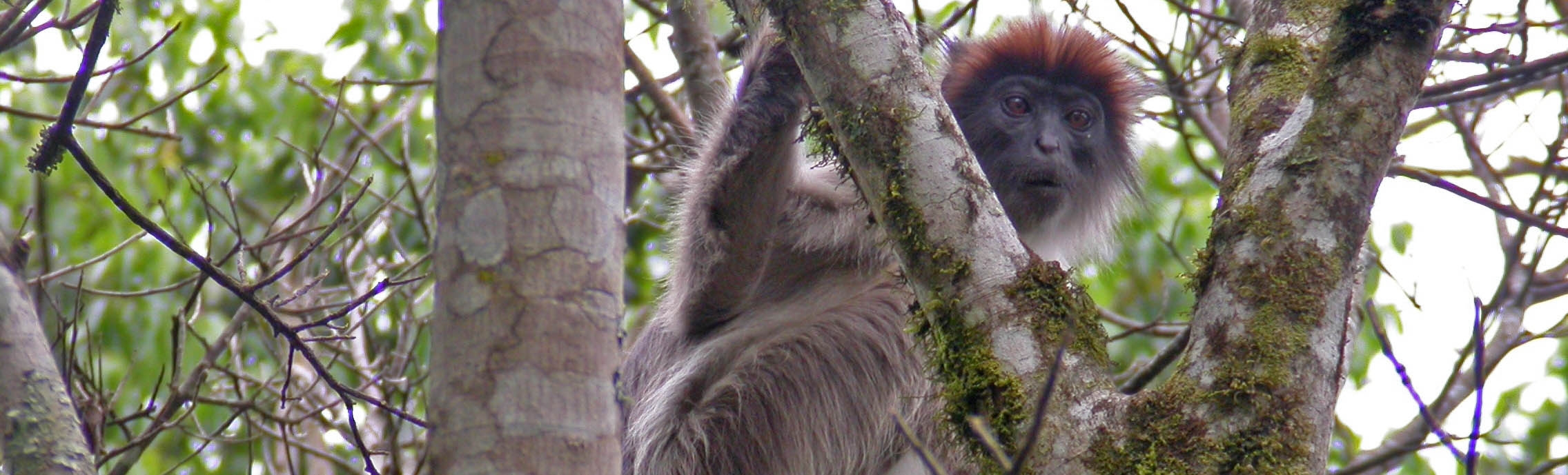 Red Colobus Monkey in Kibale
