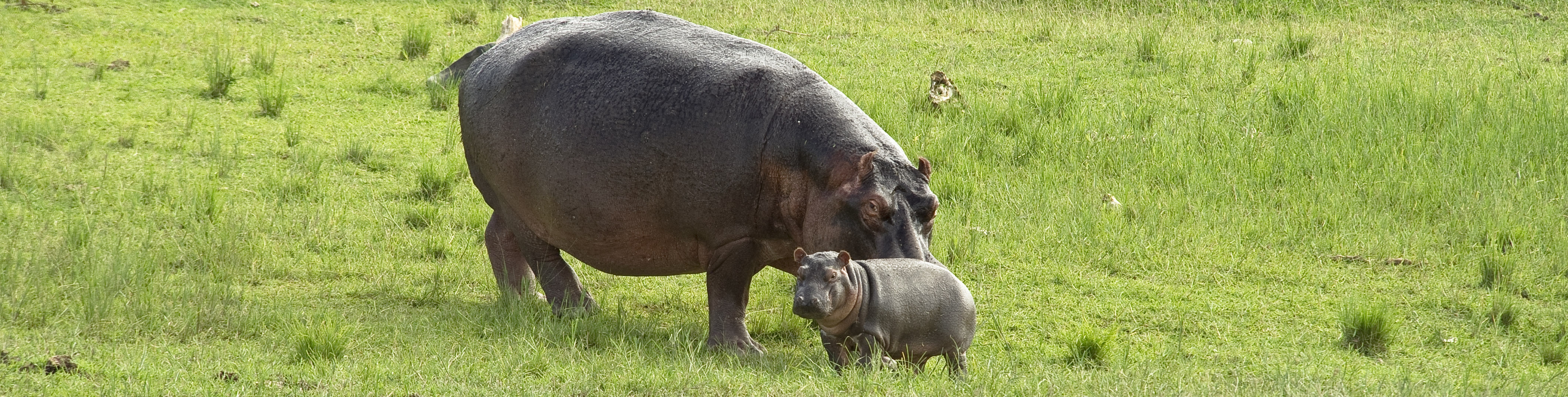 Mama hippo and baby, Queen Elizabeth National Park