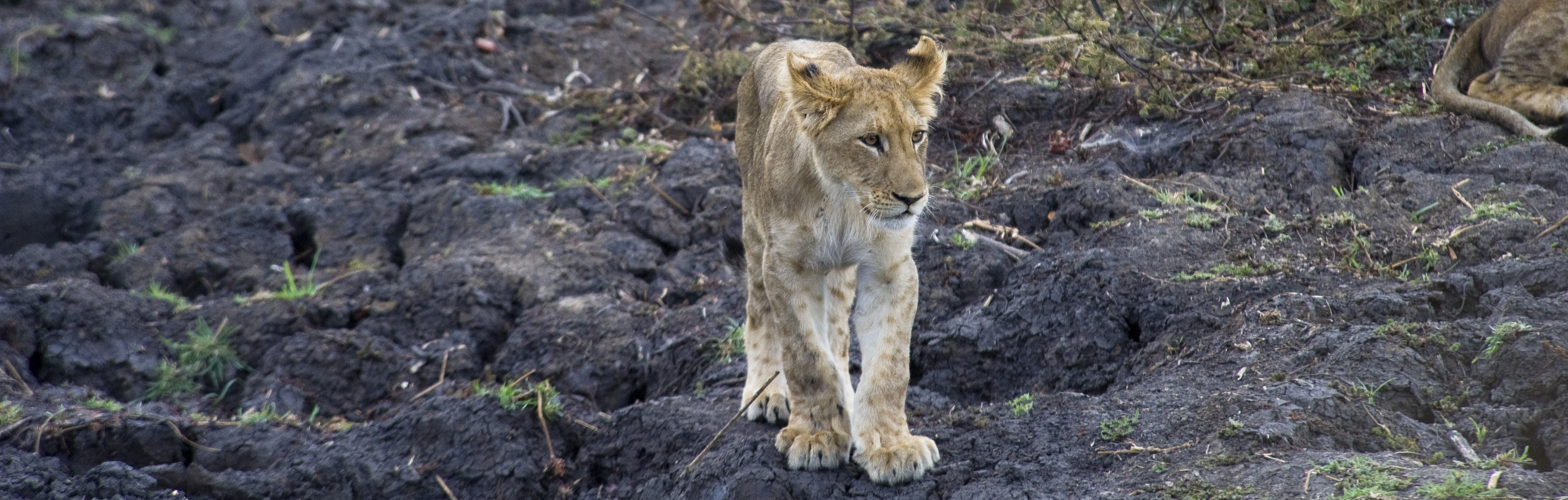 Lion cub in Kafue, Zambia | J Goetz