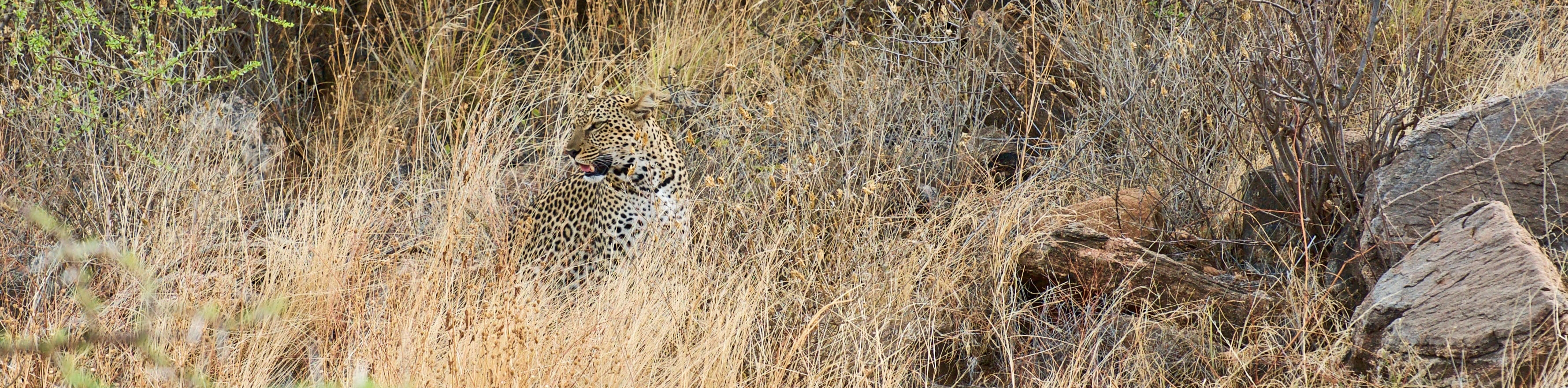 Leopard in Samburu | Transtrek Safaris