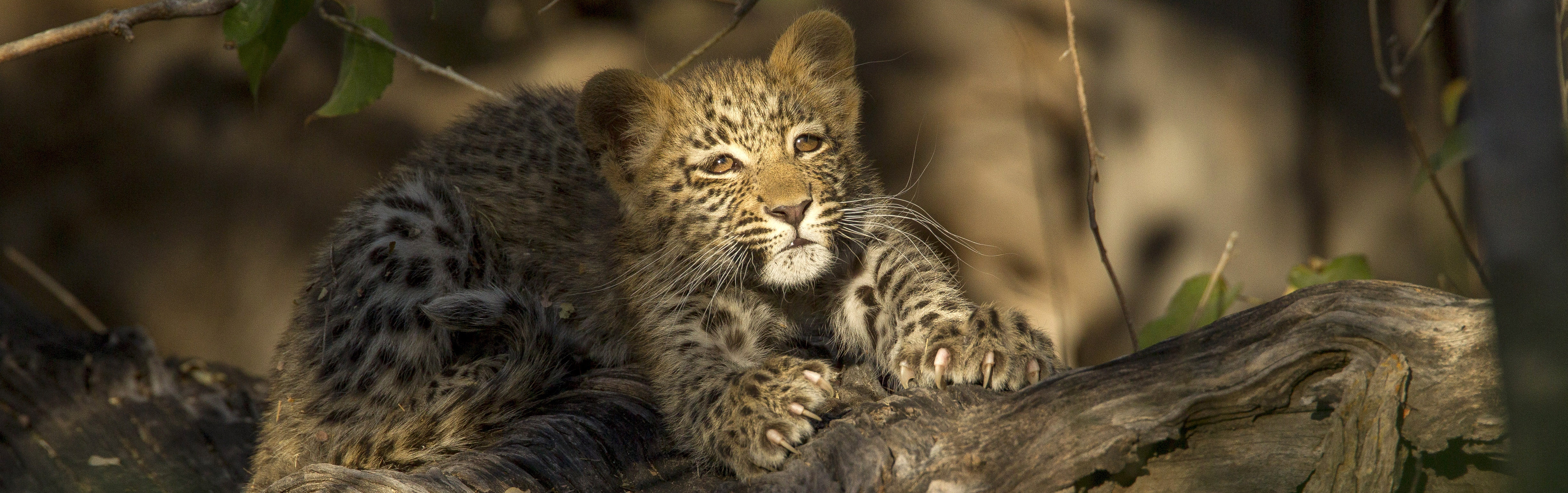 Leopard cub in Moremi, Botswana | Safari Lifestyles