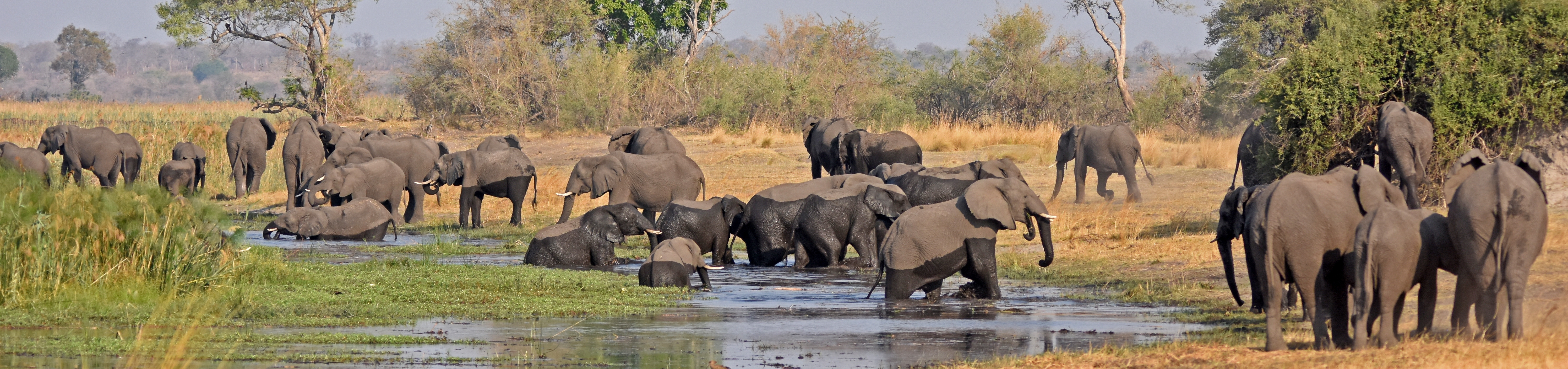 Elephants in Mudumu | Nature Travel Namibia
