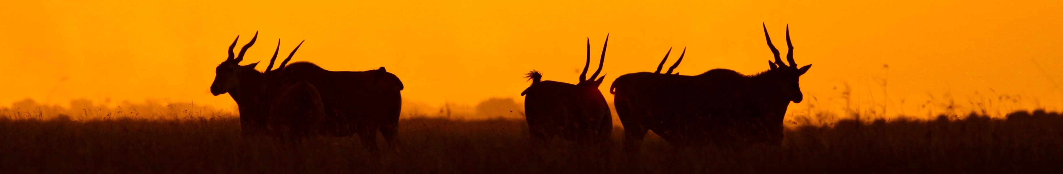 Eland in Nairobi National Park, Kenya | Apex Photo Safaris