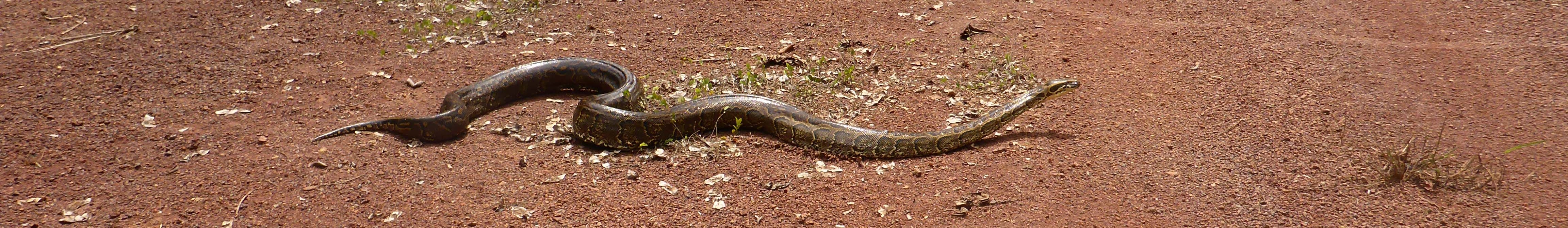 African rock python Wikimedia