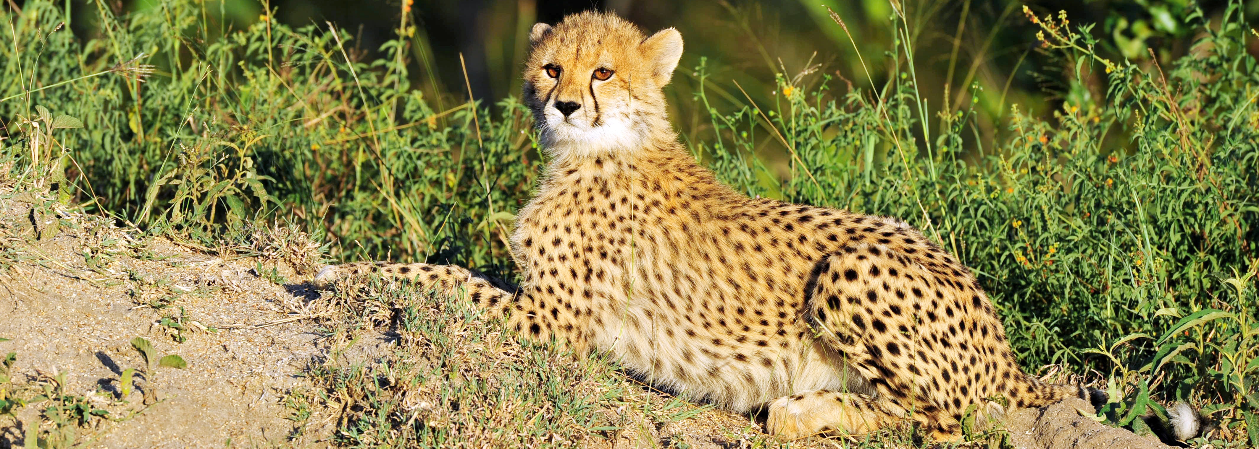 Cheetah cub | Kruger-2-Kalahari