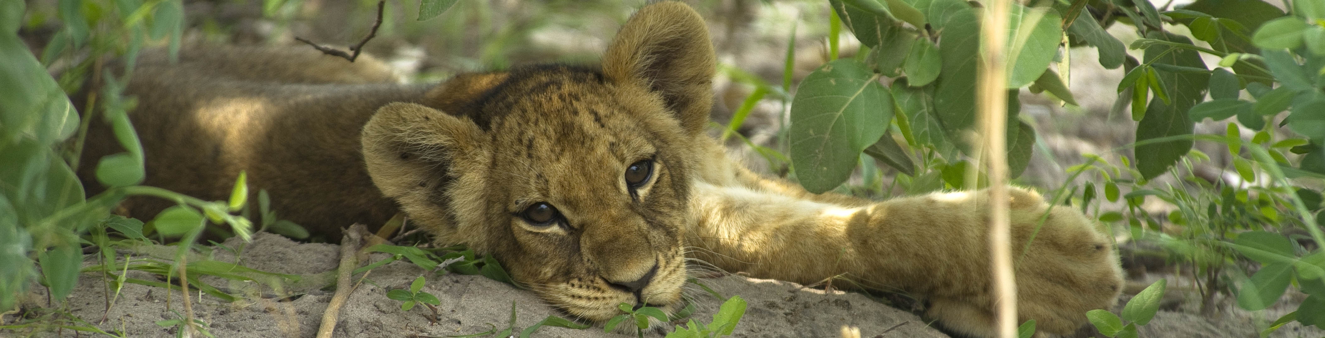 Cheeky lion cub in Kwando Concession | J. Goetz