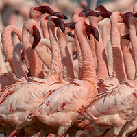 Lake Nakuru