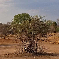 North Luangwa