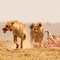 Amboseli