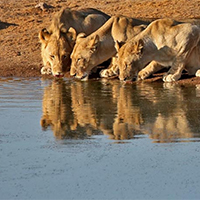 Etosha