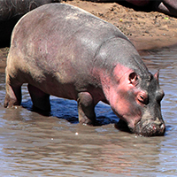 Gorongosa