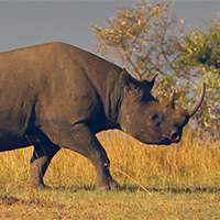 Laikipia Plateau