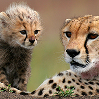 Masai Mara