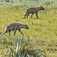 Murchison Falls