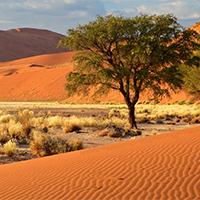 Namib-Naukluft