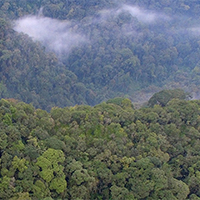 Nyungwe Forest