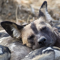 South Luangwa