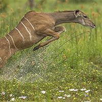 Okavango Delta