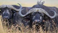 Buffalo at Buffalo Springs Kenya!