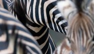 Zebra Marakele South Africa
