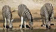Zebra in Makgadikgadi Pans National Park
