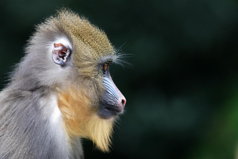 Mandrill, The Largest Monkey of Africa - Taman Safari Bali