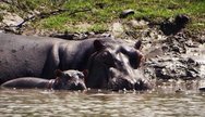 A hippo and its calf at Saadani National park