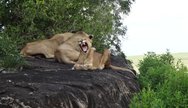 Lions, Kidepo Valley National Park, Uganda 