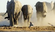 Elephants running to the water for their evening drink. At Nxai Pan National Park, Botswana 